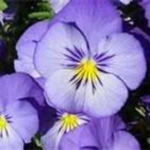 Meet your Posher, Jeanne